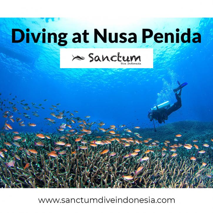 Image for Diving at Nusa Penida with ID of: 3946026