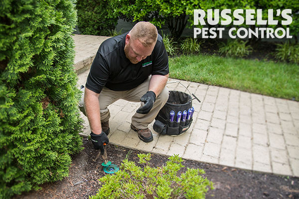 Image for Russell's Pest Control with ID of: 3969641