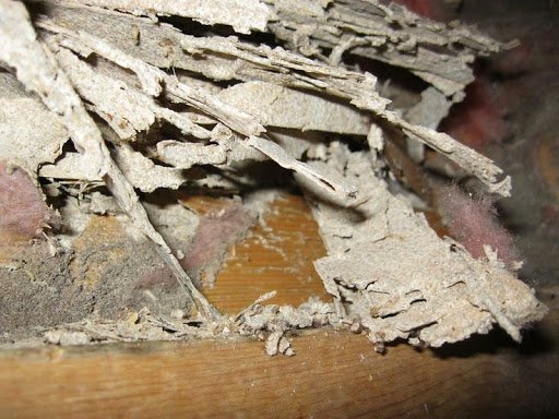 Image for All Pest Control & Solutions with ID of: 3971189