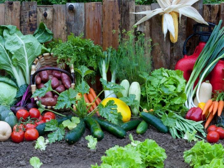 Image for Dig It Gardens with ID of: 3978287