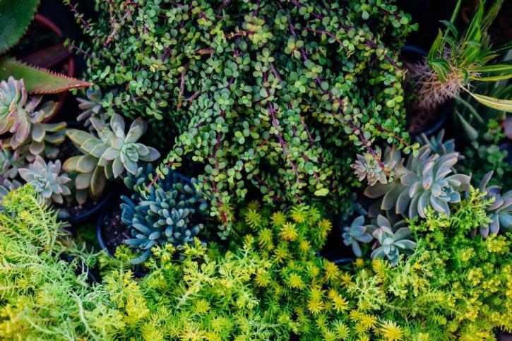 Image for Dig It Gardens with ID of: 3978288