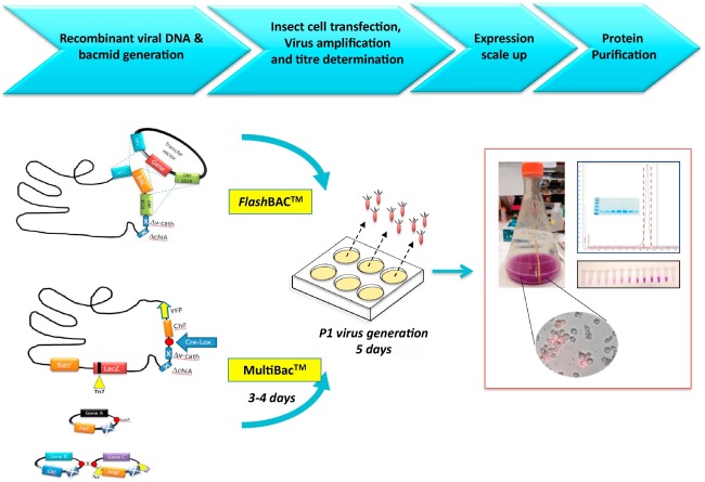 Image for Recombinant Protein Market 2020: Industry Growth, Trends and Research Report, To 2025 with ID of: 3979291