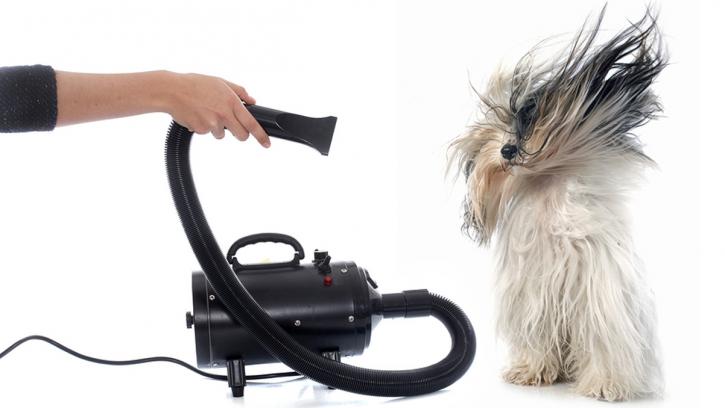 Image for Wag 'N' Tails Dog Activity Center with ID of: 3980354