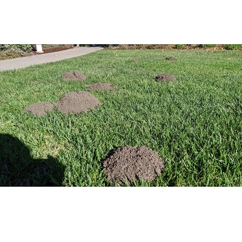 Image for Smith's Gopher Trapping Service with ID of: 3985771