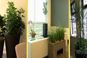 Image for Transform Your Office with an Interior Plantscaping Company in Philadelphia with ID of: 3986785