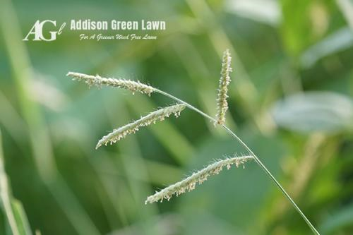 Image for Addison Green Lawn with ID of: 3988523
