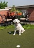 Image for Artificial Greens & Lawns with ID of: 4004119