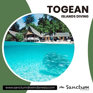 Image for Togean Islands Diving with ID of: 4006138