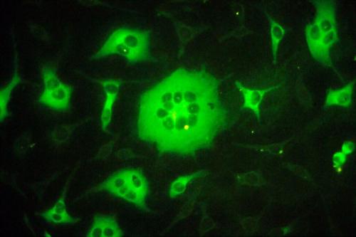 Image for Xpressbio with ID of: 4006204