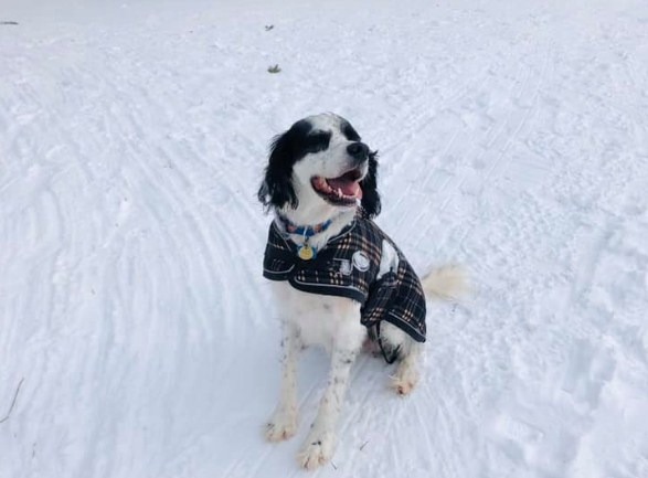 Image for North York Dogs with ID of: 4006414