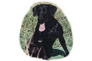Image for 5 Smart Workouts That You Can Do With Your Dog with ID of: 4008559