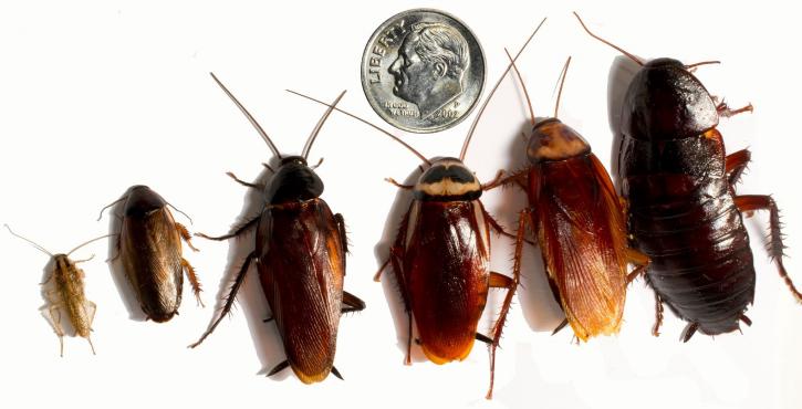 Image for 901 Pest Control with ID of: 4015053