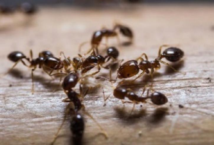 Image for GTA Toronto Pest Control with ID of: 4017075