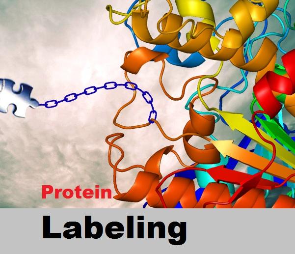 Image for Protein Labeling Market Size Worth $2.60 Billion By 2024 with ID of: 4019187