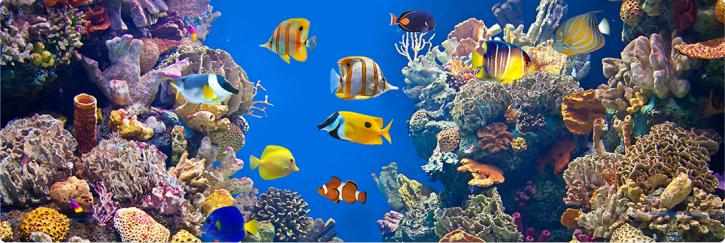 Image for Buy Aquarium Water Filtration System with ID of: 4019424