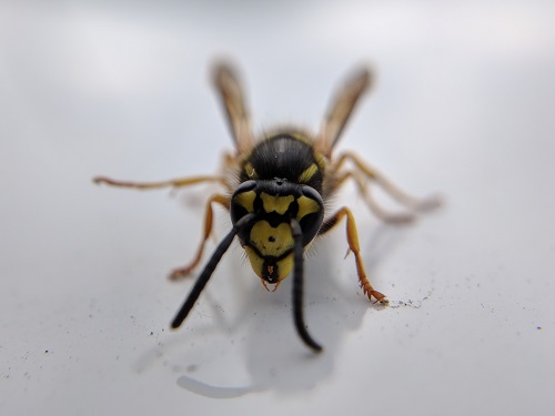 Image for American Pest Solutions with ID of: 4040185