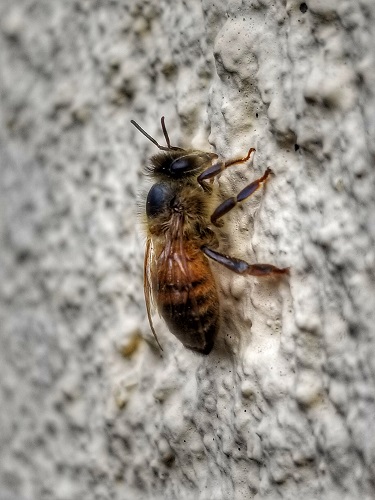 Image for American Pest Solutions with ID of: 4040189