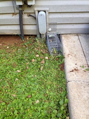 Image for American Pest Solutions with ID of: 4040192