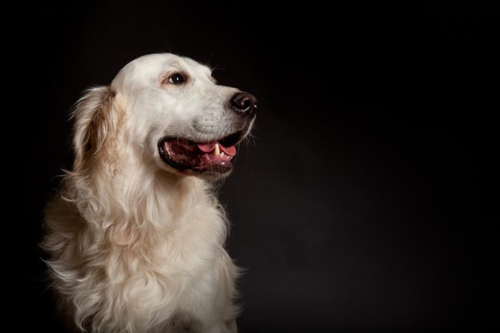 Image for Sage Mobile Grooming with ID of: 4059492