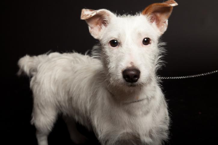 Image for Sage Mobile Grooming with ID of: 4059494