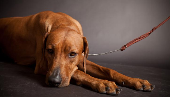 Image for Sage Mobile Grooming with ID of: 4059496