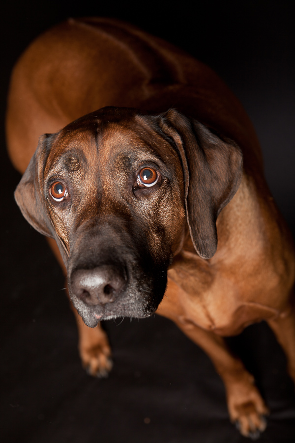Image for Sage Mobile Grooming with ID of: 4059499