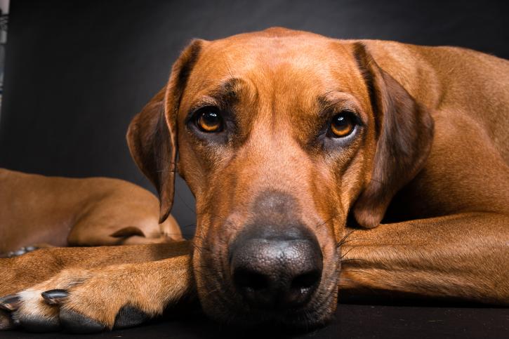 Image for Sage Mobile Grooming with ID of: 4059501