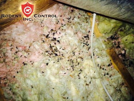 Image for Rodent Control with ID of: 4063274