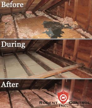 Image for Rodent Control with ID of: 4063282