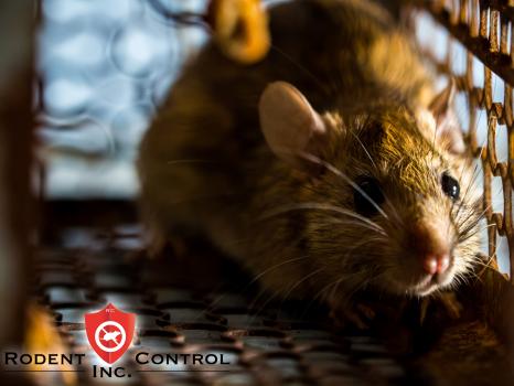 Image for Rodent Control with ID of: 4063283