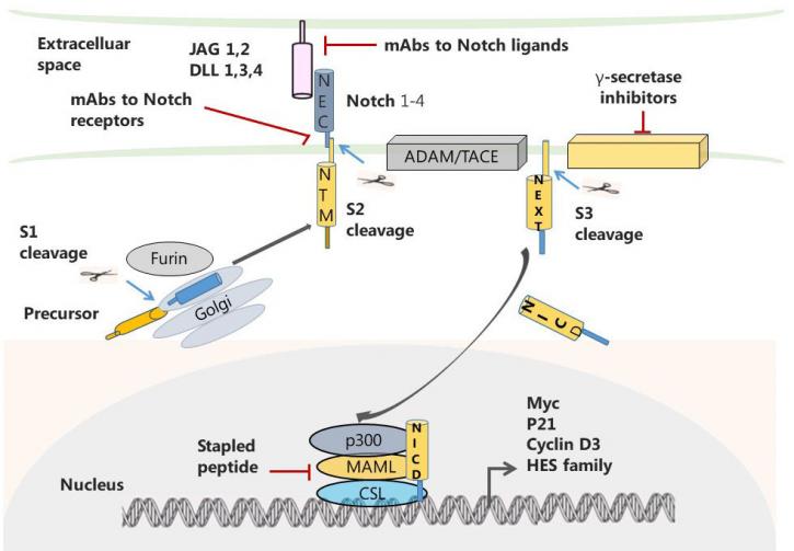 Image for pan t cell isolation kit with ID of: 4065569