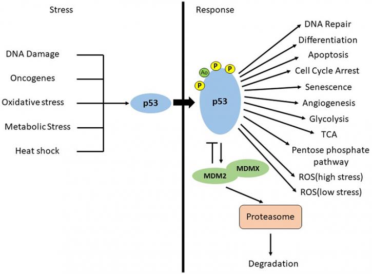 Image for human apoptosis array with ID of: 4065589