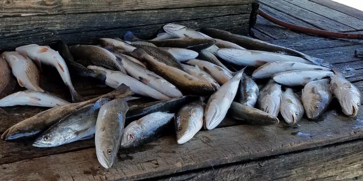 Image for CHF Fishing Guide Venice with ID of: 4068636