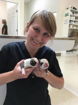 Image for Westside Pet Hospital with ID of: 4070616