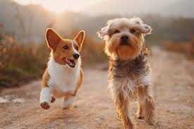 Image for Why air purifiers are essential for any pet owner with ID of: 4075632