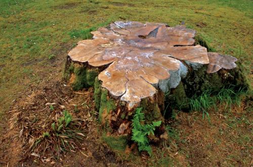 Image for Cevet Tree Care with ID of: 4077062