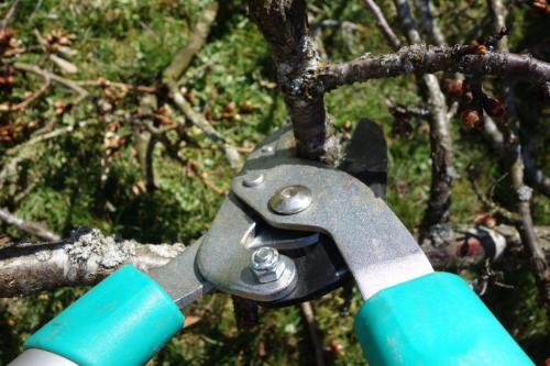 Image for Cevet Tree Care with ID of: 4077063