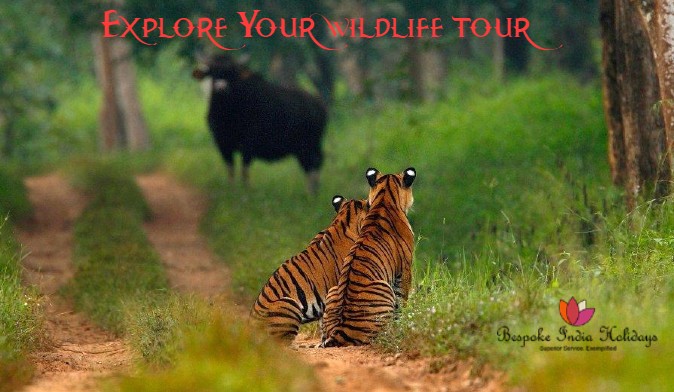 Image for Explore Your Wildlife Tour with ID of: 4087120