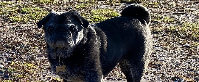 Image for Pup Pals with ID of: 4088774