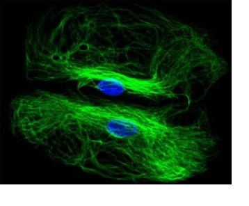Image for hexon with ID of: 4089021
