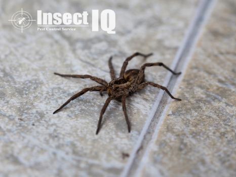 Image for Insect IQ, Inc. with ID of: 4096146