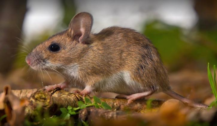 Image for Action Pest Control with ID of: 4104672