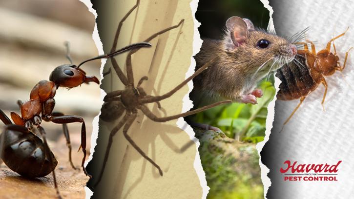 Image for Havard Pest Control with ID of: 4107315