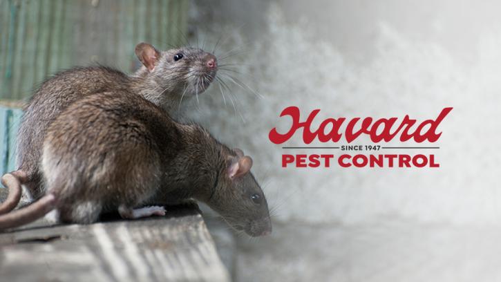 Image for Havard Pest Control with ID of: 4107487
