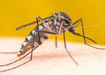 Image for Around the Block Pest Control with ID of: 4124511