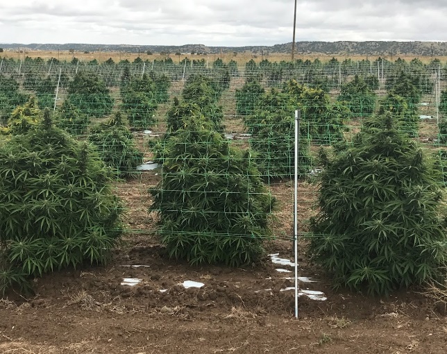 Image for Cannabis Training University with ID of: 4141383