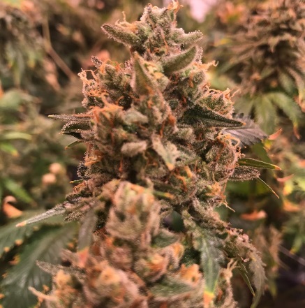Image for Cannabis Training University with ID of: 4141384