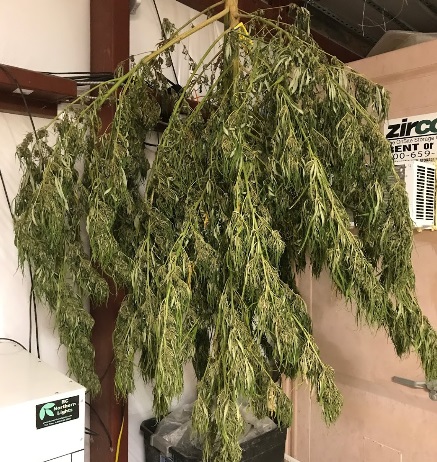 Image for Cannabis Training University with ID of: 4141387