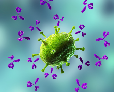 Image for anti adam10 antibody with ID of: 4155309
