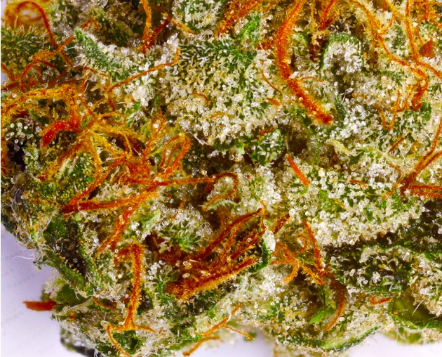 Image for Lets Try Herb with ID of: 4156065